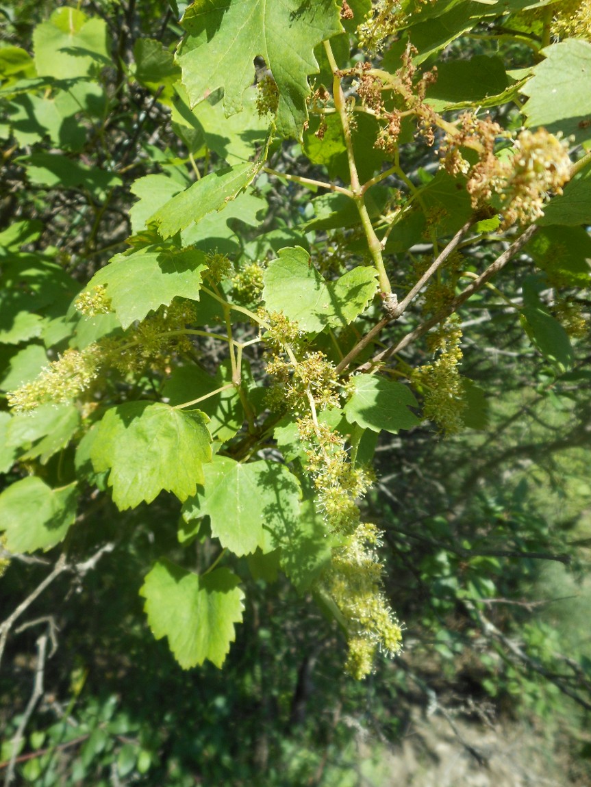 Vitis vinifera subsp. sylvestris / Vite comune (Vitales - Vitaceae)